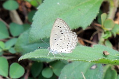 Zizeeria knysna