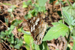 Junonia oenone