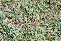 Junonia oenone