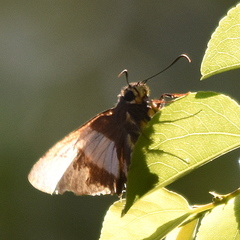 Coeliades forestan forestan