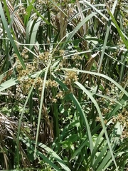 Cyperus sexangularis