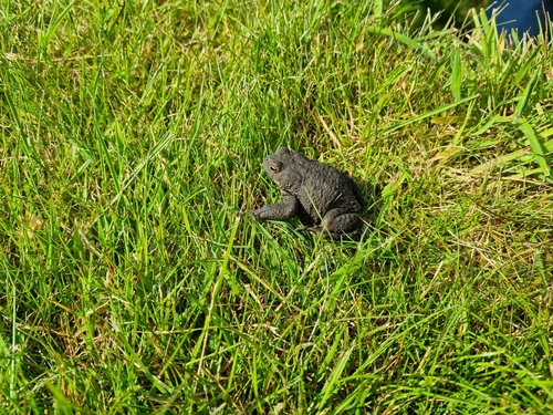 European Toad, Noord-Holland, NL, photo 10 of 10