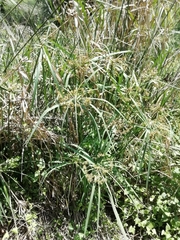 Cyperus sexangularis