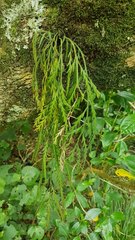 Asplenium flaccidum flaccidum