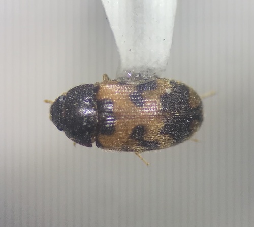 Mycetophagus flexuosus photo 5