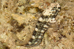 Istiblennius edentulus