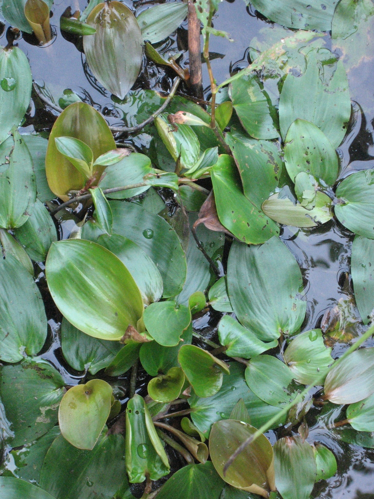 Spotted Pondweed