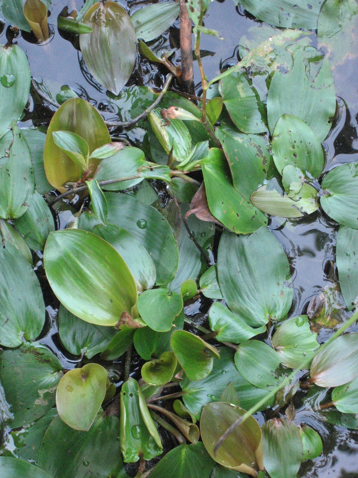 Potamogeton pulcher