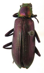 Strongylium haemorrhoidale