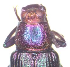 Strongylium haemorrhoidale