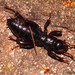 Stenopelmatus - Photo (c) Lauren Zárate,  זכויות יוצרים חלקיות (CC BY-NC), uploaded by Lauren Zárate
