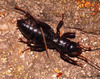 Central and South American Jerusalem Crickets - Photo (c) Lauren Zárate, some rights reserved (CC BY-NC), uploaded by Lauren Zárate