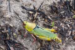 Zonocerus variegatus