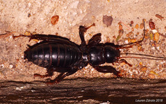 Stenopelmatus nieti