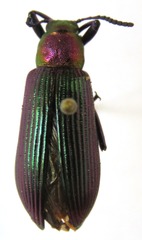 Strongylium haemorrhoidale