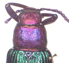 Strongylium haemorrhoidale