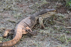 Varanus albigularis