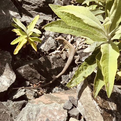 Six-lined Racerunner, Lynchburg, VA, US, photo 8 of 10