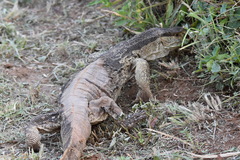 Varanus albigularis