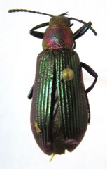 Strongylium haemorrhoidale