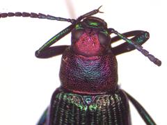 Strongylium haemorrhoidale