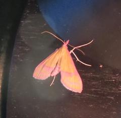 Choristostigma perpulchralis