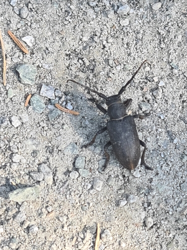 Weaver beetle, 7165 Oksvoll, Norge, photo 8 of 10