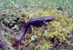 Tylototriton himalayanus