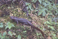 Tylototriton himalayanus