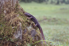 Tylototriton himalayanus