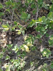 Lonicera microphylla, photograph Natalya Ivanova, CC BY, iNaturalist via GBIF