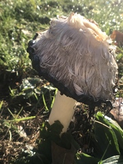 Coprinus comatus