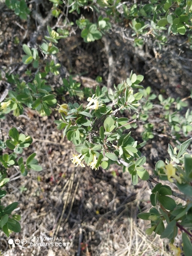Lonicera microphylla, photograph 4