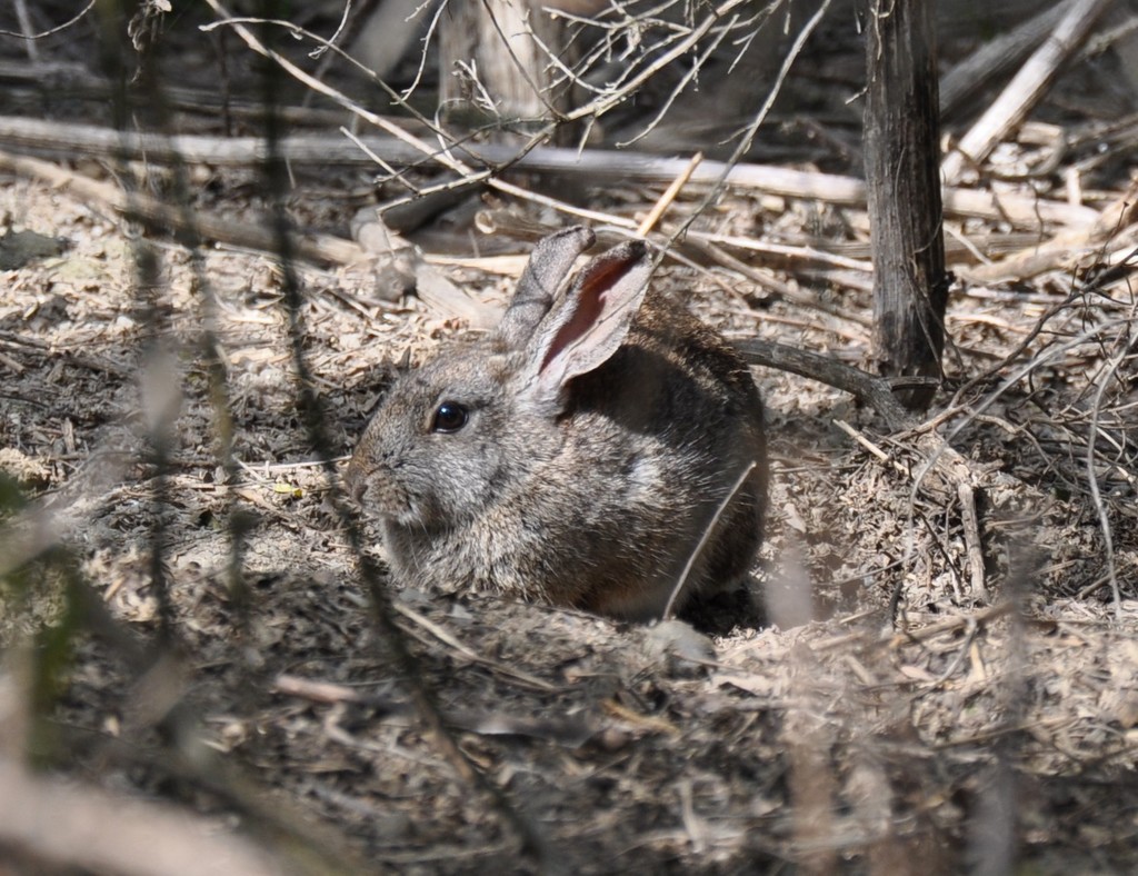 Brush Rabbit
