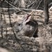 Riparian Brush Rabbit - Photo (c) Pacific Southwest Region U.S. Fish and Wildlife Service, some rights reserved (CC BY)