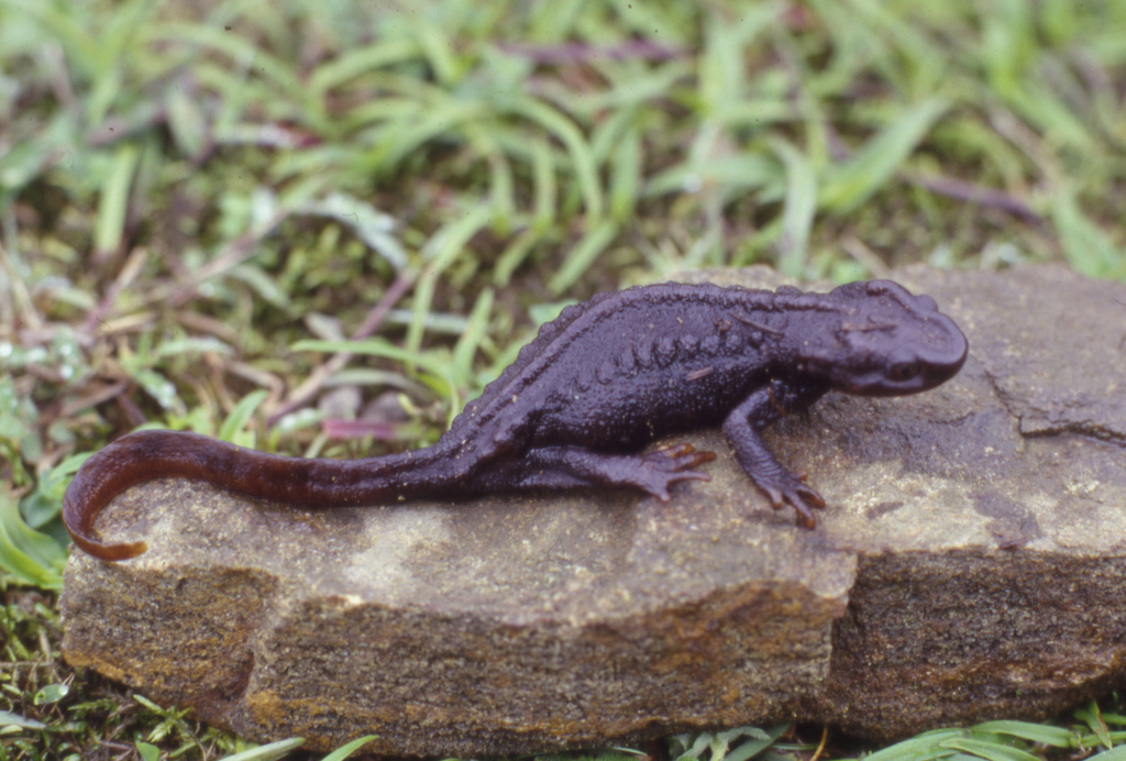 Himalayan Crocodile Newt