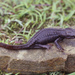 Eastern Himalayan Crocodile Newt - Photo (c) Daniele Seglie, some rights reserved (CC BY-NC)