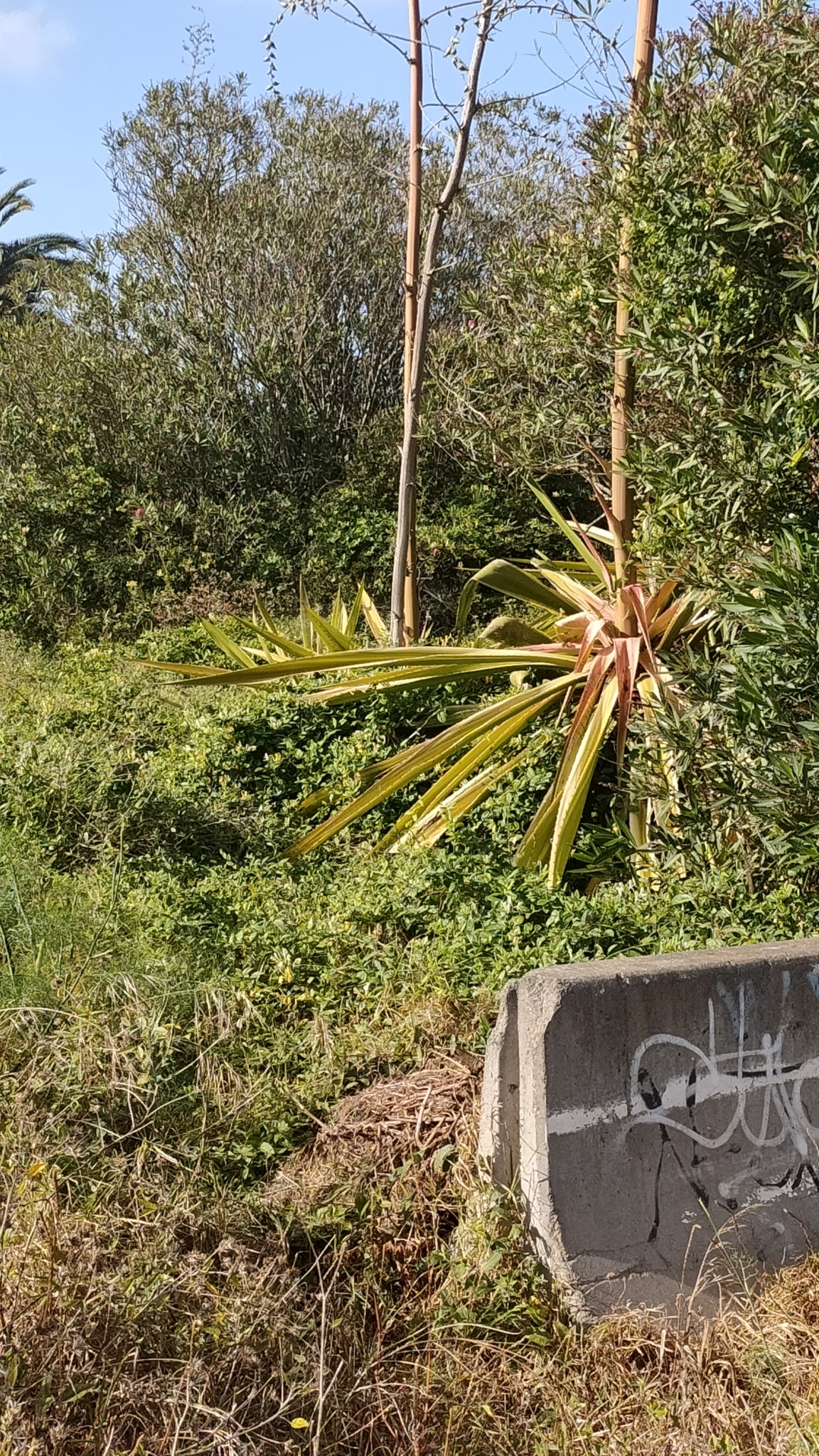 Imagem de Piteira