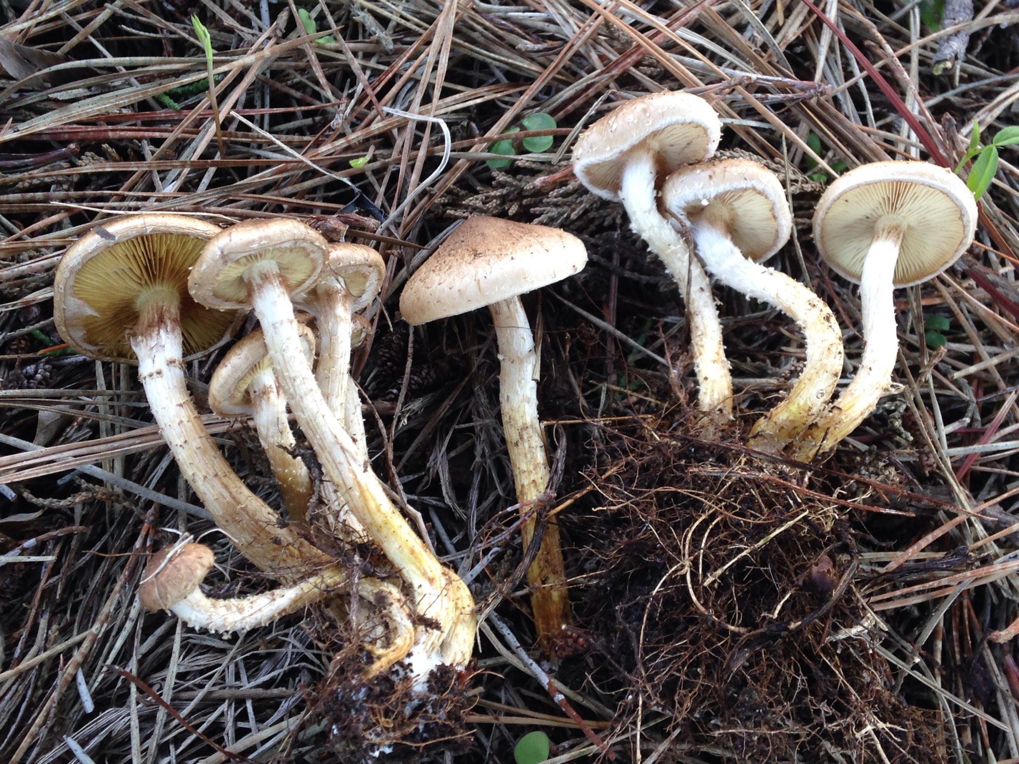 Pholiota terrestris image