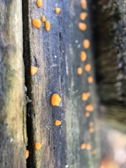 Myxomycetes