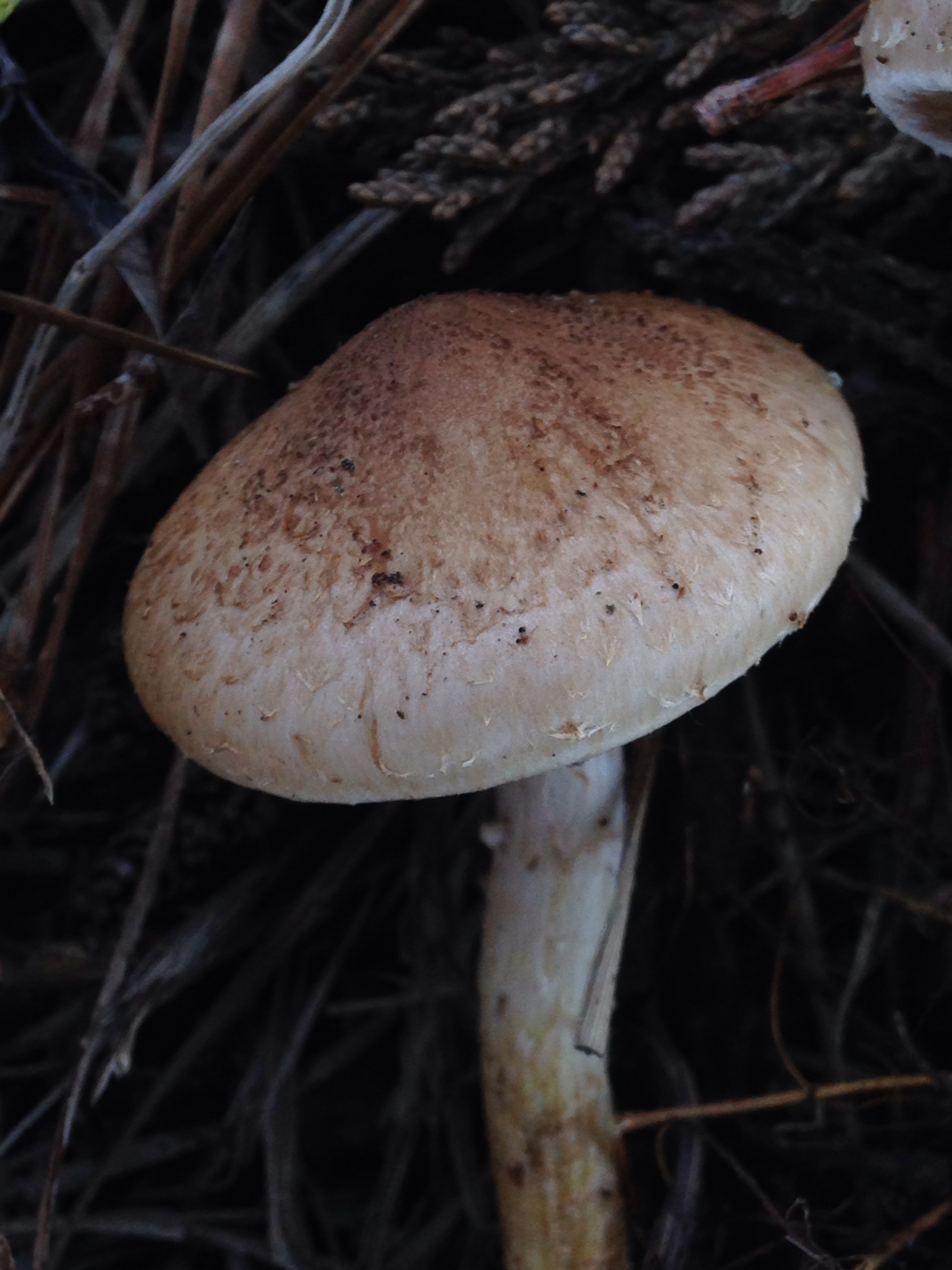 Pholiota terrestris image