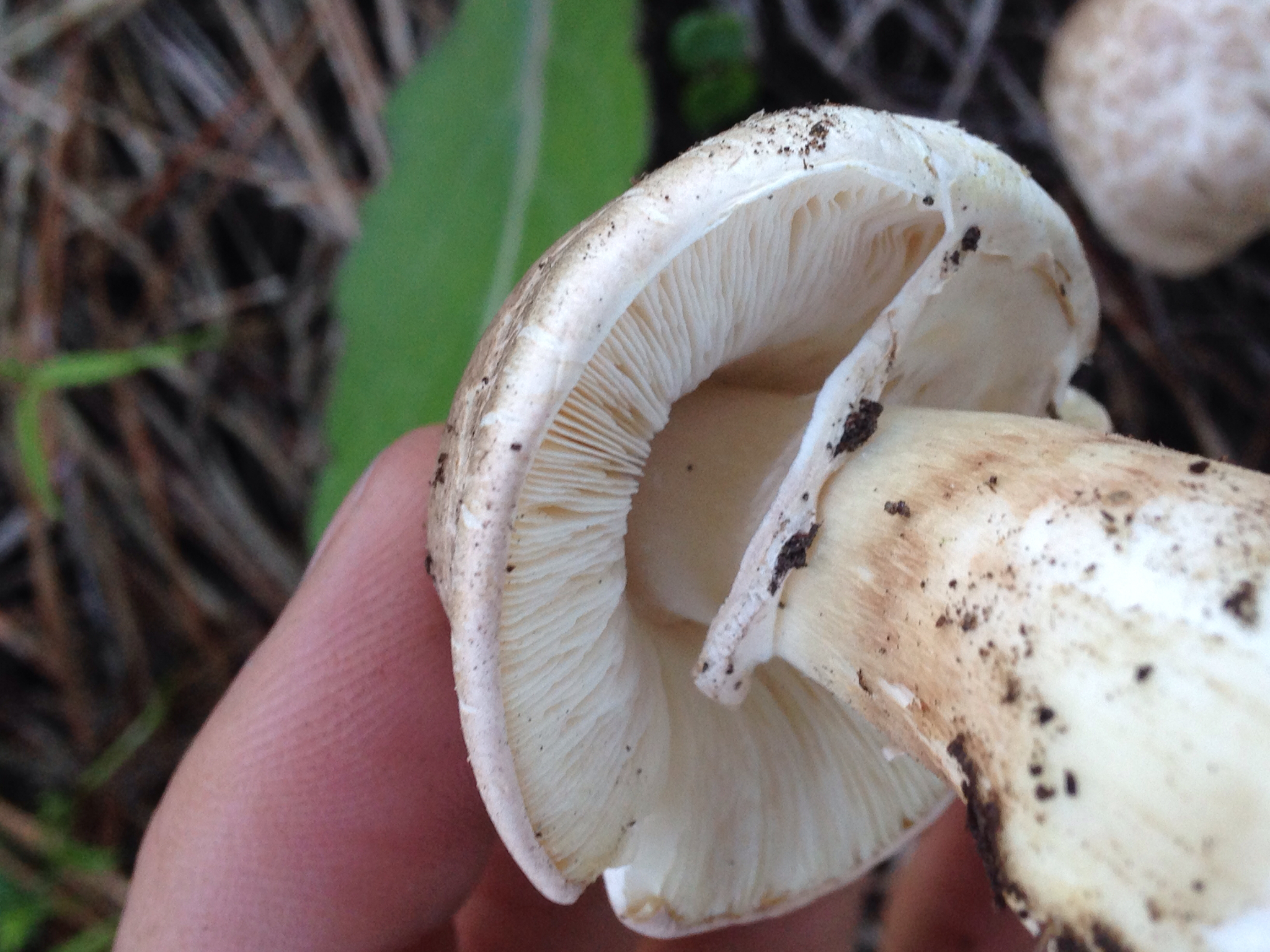 Leucoagaricus barssii image