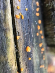 Myxomycetes