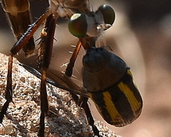 Acmaeodera grata