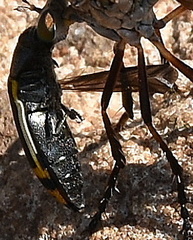 Acmaeodera grata