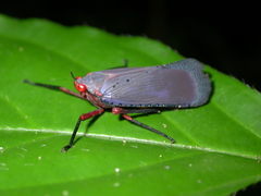 Kalidasa nigromaculata