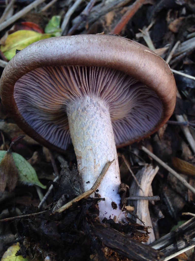 San Francisco City College Spring Break San Francisco City College Spring Break