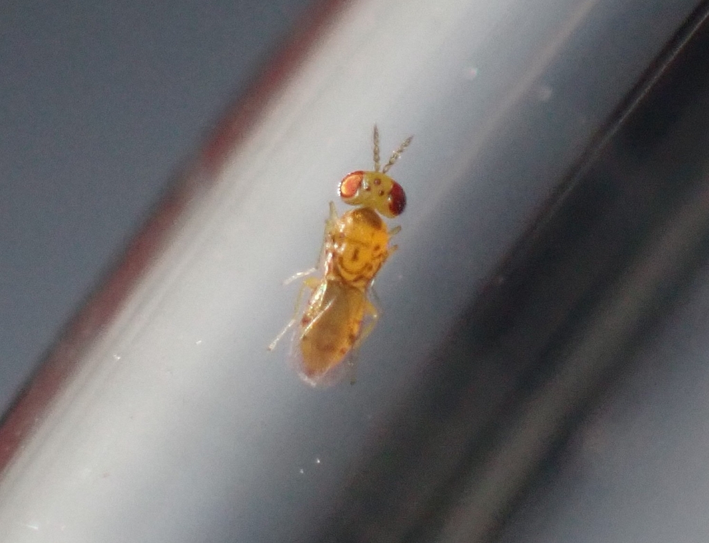 Chrysonotomyia susbelli