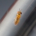 Chrysonotomyia susbelli - Photo (c) Brendan O'Loughlin,  זכויות יוצרים חלקיות (CC BY-NC), הועלה על ידי Brendan O'Loughlin