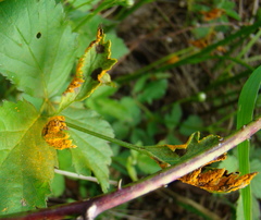 Phragmidium violaceum